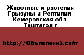 Животные и растения Грызуны и Рептилии. Кемеровская обл.,Таштагол г.